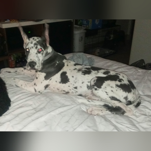 Meet your Posher, Stacey adele.... Babette (standard poodle) Nanook (Great Dane) - Picture 7 of 7